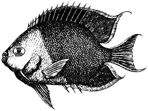 Животные 3930 Животные 3930