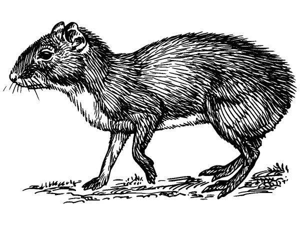 Животные 199