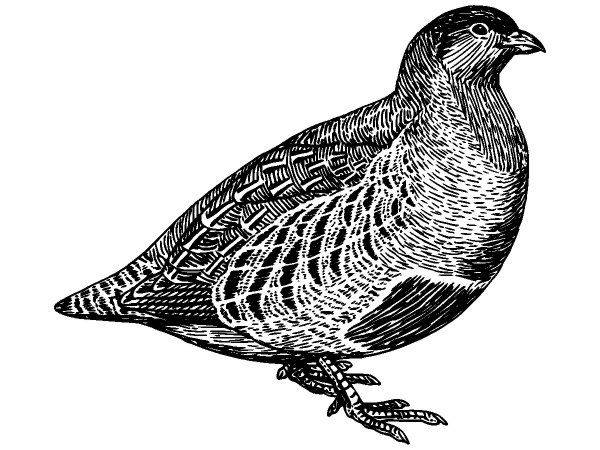 Животные 1077