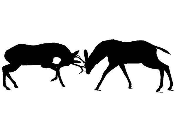 Животные 3529 Животные 3529