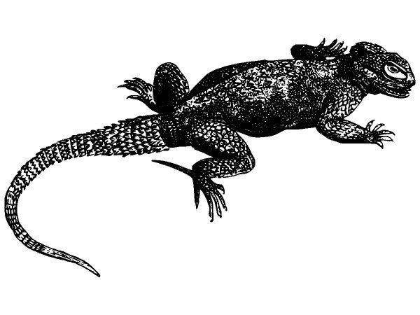 Животные 3838