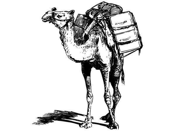 Животные 2692