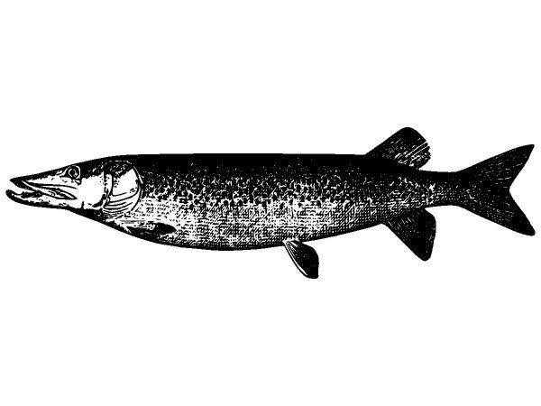 Животные 3996