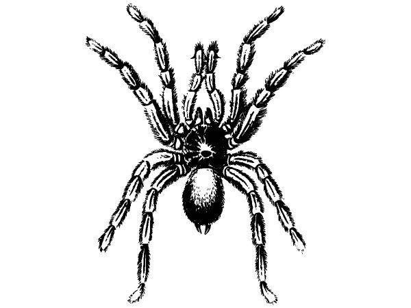 Животные 2871