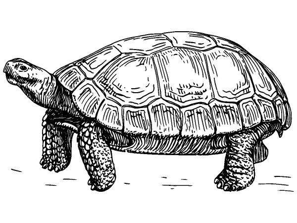 Животные 1139