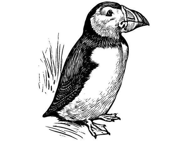 Животные 1093