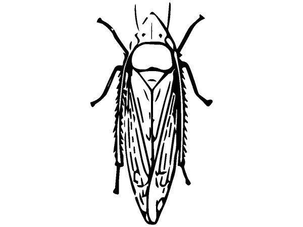 Животные 2454 Животные 2454