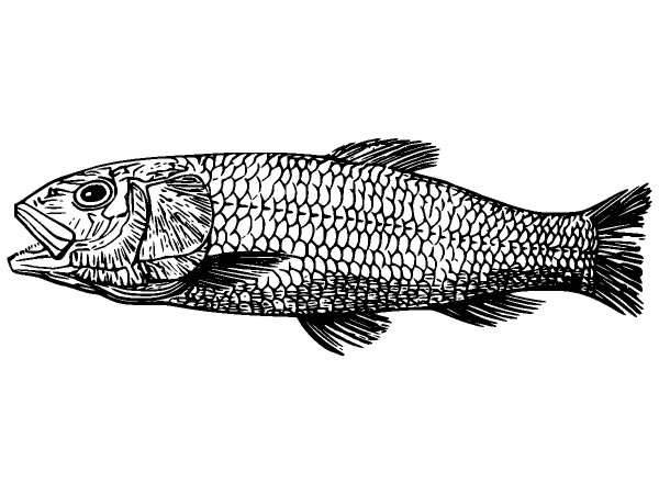 Животные 996