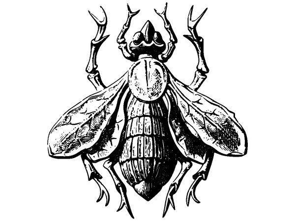 Животные 2729