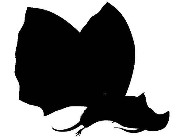 Животные 2071