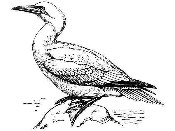 Животные 3790