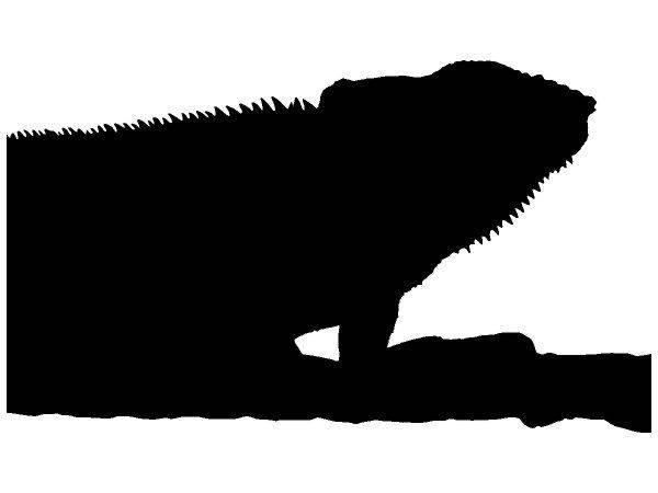 Животные 4267 Животные 4267