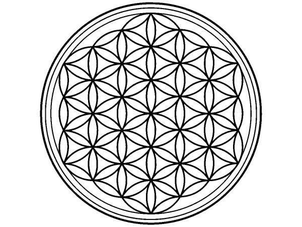 Цветы 560