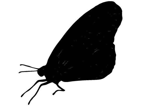 Животные 1338