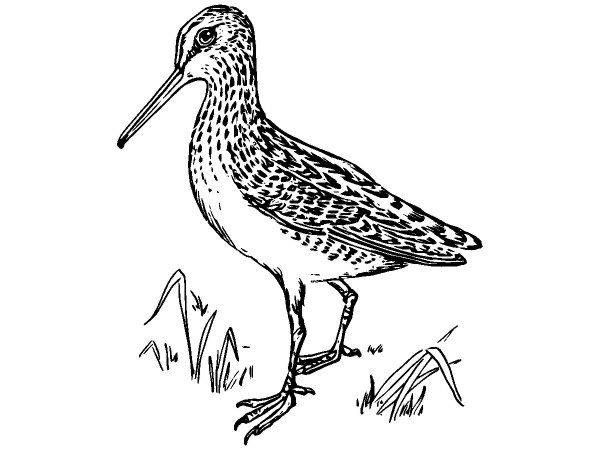 Животные 1121