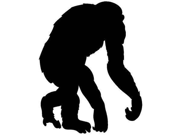 Животные 4120