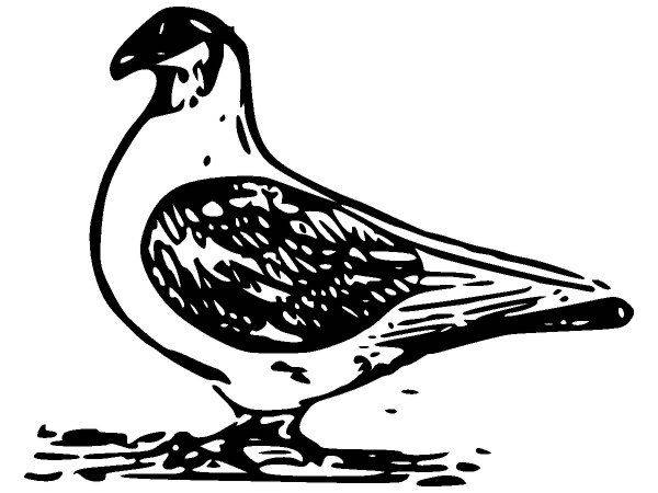 Животные 1154