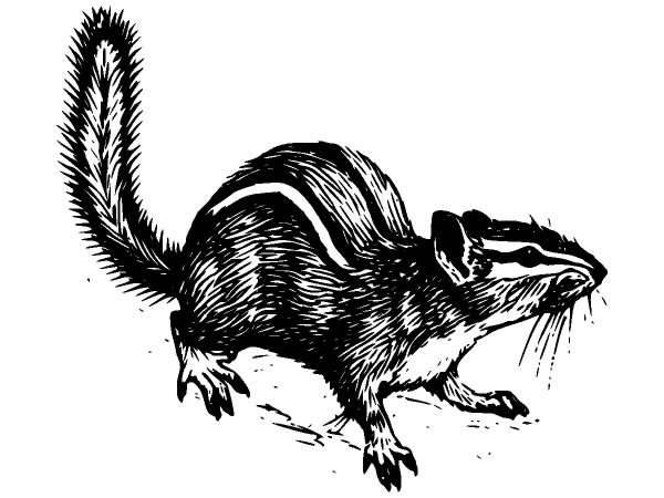 Животные 342