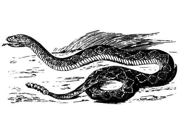 Животные 3839