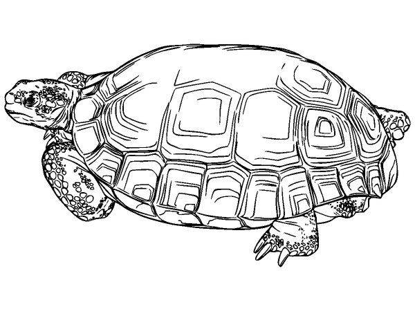 Животные 3581 Животные 3581