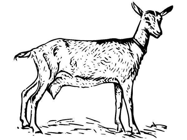 Животные 1152