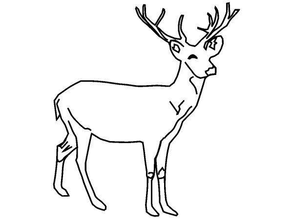 Животные 236