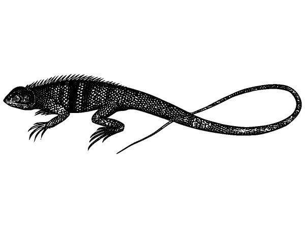 Животные 3844