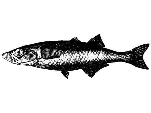 Животные 2657