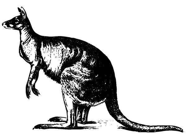 Животные 2662 Животные 2662