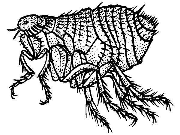 Животные 3785 Животные 3785