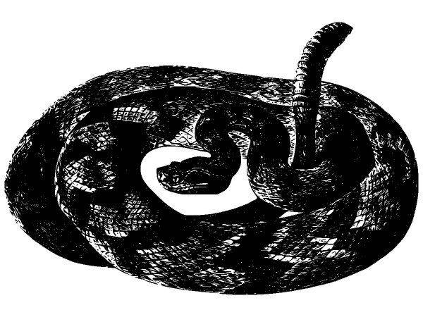 Животные 2786