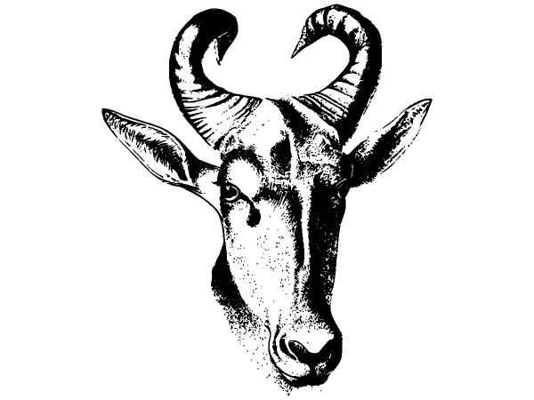 Животные 888