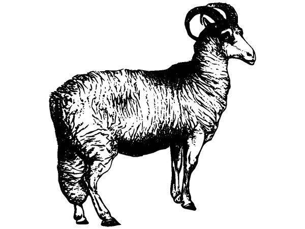 Животные 2917