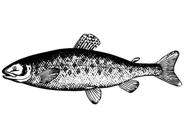 Животные 2826