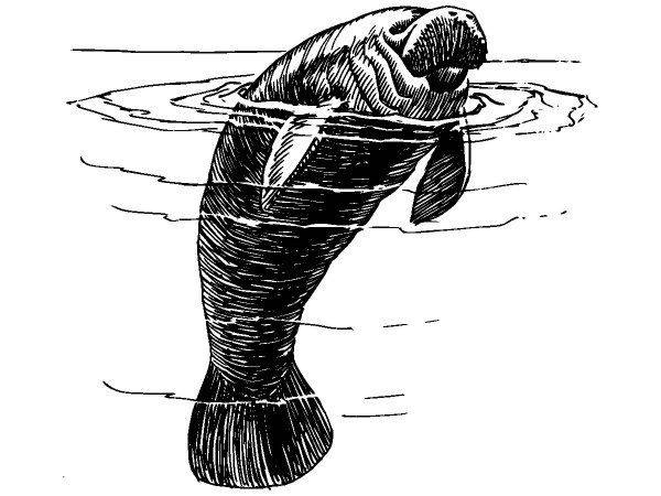 Животные 3796 Животные 3796