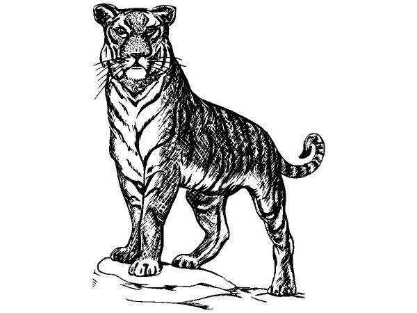 Животные 1137