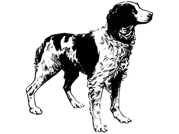 Животные 304