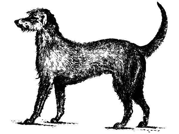 Животные 2891