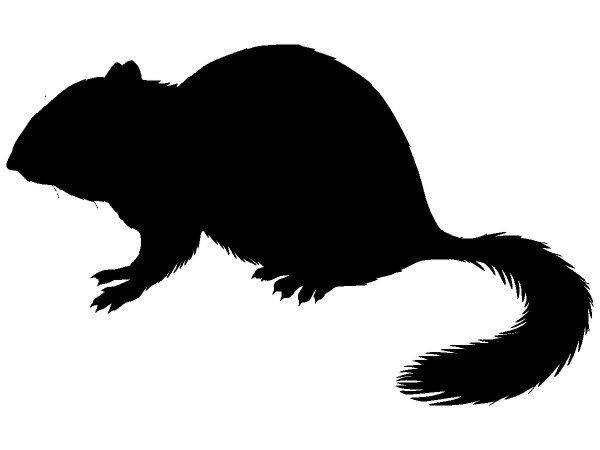 Животные 697 Животные 697