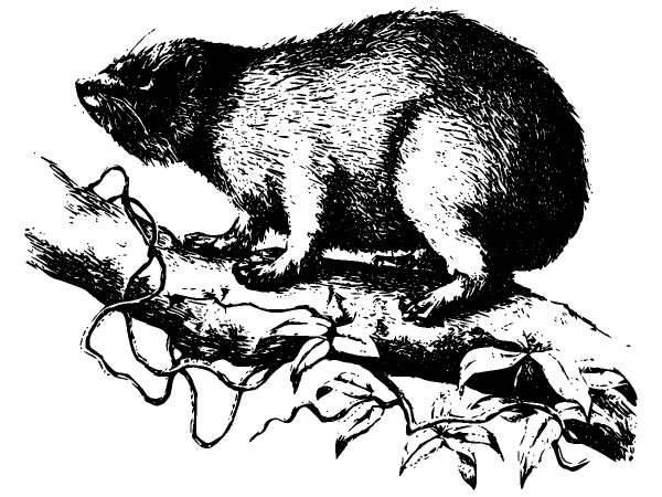 Животные 937