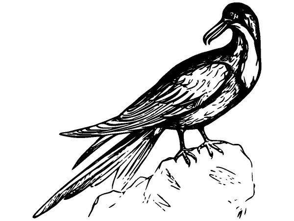 Животные 2951 Животные 2951