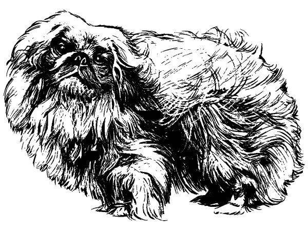 Животные 1101 Животные 1101