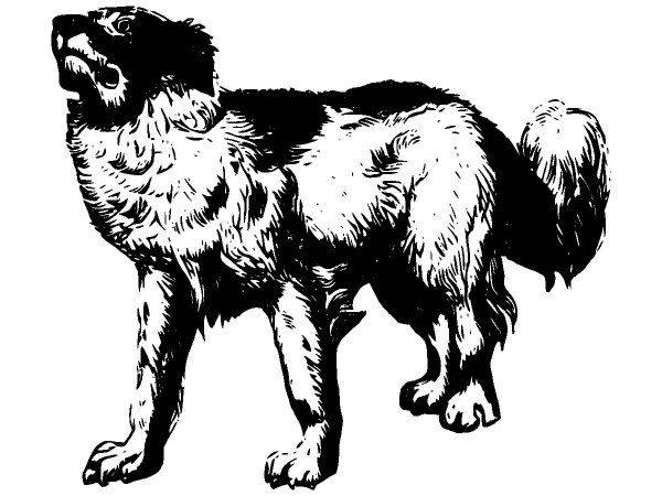 Животные 2838