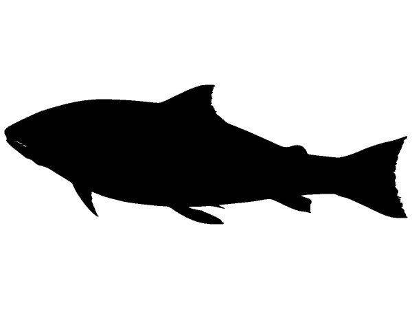 Животные 3706 Животные 3706