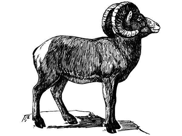 Животные 551 Животные 551