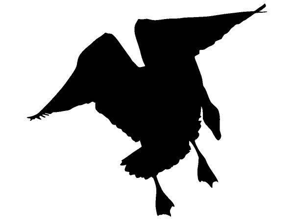 Животные 4012