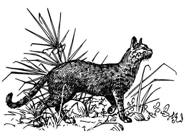 Животные 1298