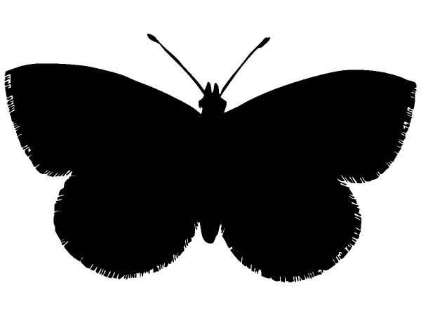 Животные бабочка 67
