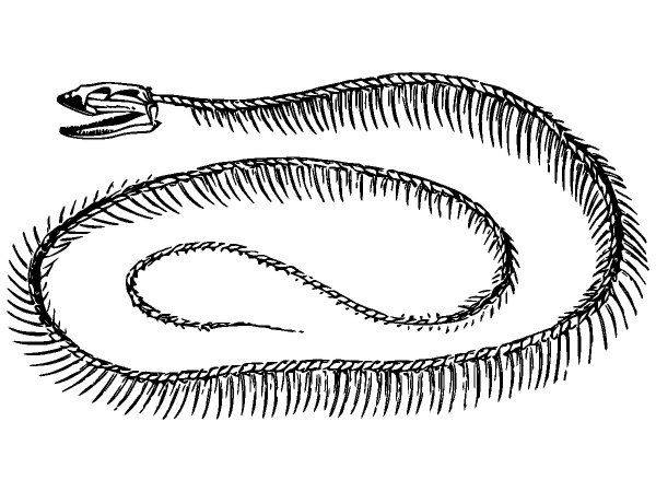 Животные 3943