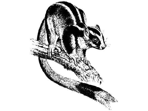 Животные 907